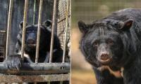 Five moon bears rescued from tiny cages at South Korean bile farm arrive at their forever home in Suffolk