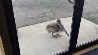 A pelican in Florida was in need of help, so it knocked on NOAA’s door