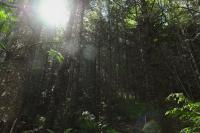For healthier forests, we need more use of eco-friendly material, fewer oversized homes