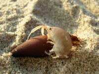 Tiny beach-dwelling crustaceans are big-time sand movers, shaping the California coast