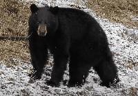 Colorado Teen Gets Terrifying 2AM Wake Up Call After Black Bear Climbed Through Her Bedroom Window