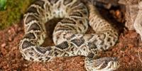 These US beaches are home to some of America's most venomous snakes