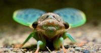 Mason City museum auctions wildlife photos for arts fund