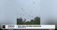 Bird-nado spotted in Massachusetts.