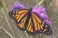 Statewide electronic micro-tracking of monarchs comes to Southern Oregon