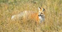 Feds must declare critical habitat for endangered Sierra Nevada fox, judge rules