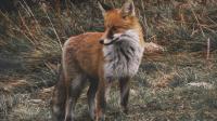 Judge slams feds for failing to protect Sierra Nevada red fox