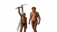 Study of bone strength reveals new clues about human evolution