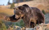 Nature Conservancy of Canada announces land agreement near Crowsnest Pass