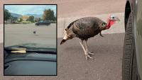Turkey in Colorado Springs follows woman’s car in strange standoff