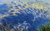 Blackchin Tilapia: Thailand’s Invasive Fish Crisis