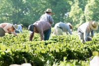 A Mysterious Disease Is Striking Texas Farm Workers