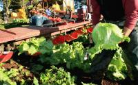 Election 2026: Vegetable growers warn National supermarket shake-up could backfire on prices