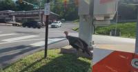A turkey named Tom is causing traffic backups on a busy Pennsylvania road