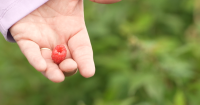 ‘Just rough’: Montana fruit growers blame extreme weather for reduced harvest