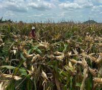Cambodian Corn Farmers Cut Back as Drought and El Nino Threaten Crops