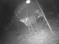 Cameras capture three endangered mammal species in Cambodia