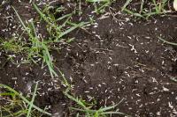 Is It Too Late to Plant Grass Seed? Check These Signs Before You Give Up