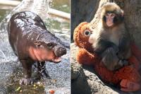From Moo Deng to Punch: 5 Viral Zoo Animals Who Broke the Internet and Where They Are Now