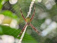 Spider methodically builds her web in a mesmerizing close-up
