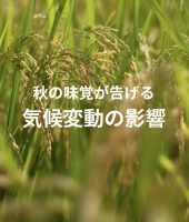 Extreme Heat Threatens Japan’s Iconic Autumn Crops, Greenpeace Report Warns