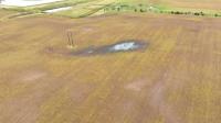 Corn at an Ankeny farm is starting to show excess moisture