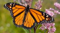 Leaving Iowa for Mexico: How to track monarch butterfly migration