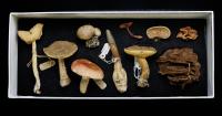 Scientists push for fungi protection