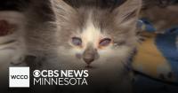 Minnesota animal shelter pleads for safe return of stolen kitten