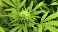 State releases draft regulations for recreational pot market launching in ‘27