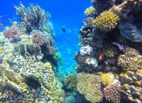 Why ocean warming matters for landlocked countries such as Switzerland