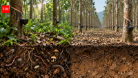 Thailand grew rubber trees on the same land for 75 years; scientists found soil biodiversity deteriorated after repeated plantation cycles