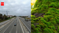 Scientists hung clean moss beside Russian highways to catch traffic pollution