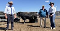 'A bull worth competing for': buyers return in the dry for Carabar sale