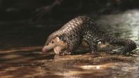 Meet the Chinese pangolin: One of Asia’s most threatened mammals