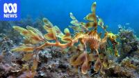 Nearly 1,700 sea dragons reported dead during SA's algal bloom