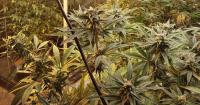 Cannabis farm callouts rise 218 per cent, according to new figures
