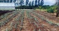St. Elizabeth Demo Farm a beacon of sustainability in Kenyan nun's rural hometown
