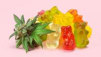 Cannabis Edibles Impair Driving Even Below Legal THC Limits