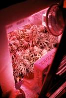 Temperature Check: How do young people today really feel about cannabis? This study tried to find out