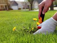 Fall Weed Control for a Cleaner Spring Garden