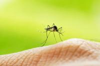 Louisiana Heat and Mosquitoes: Does Cold Beer Make Bites Worse?
