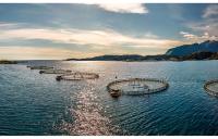 Prices for whole fresh Norwegian salmon are flat in Week 37, but fillets drop to their lowest price year to date