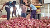 Nashik: Bangladesh Plans Onion Exports To Sri Lanka, Nashik Growers Face New Competition