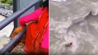 ‘How Can Anyone Be So Cruel?’ Dog Thrown Into River In Nepal Triggers Outrage - VIDEO