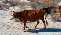 El Niño: Livestock farmers need financial buffers, not just forecasts