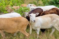 Research released on strengthening farms through agritourism