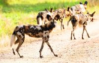 Wild dogs record 4 000km trek across Zambia in search of a mate