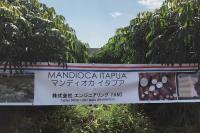 How Paraguayans Cultivate Cassava And Maize In Japan To Supply The Community