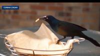 Researcher studies "thief" birds to explore adaptability in changing environments